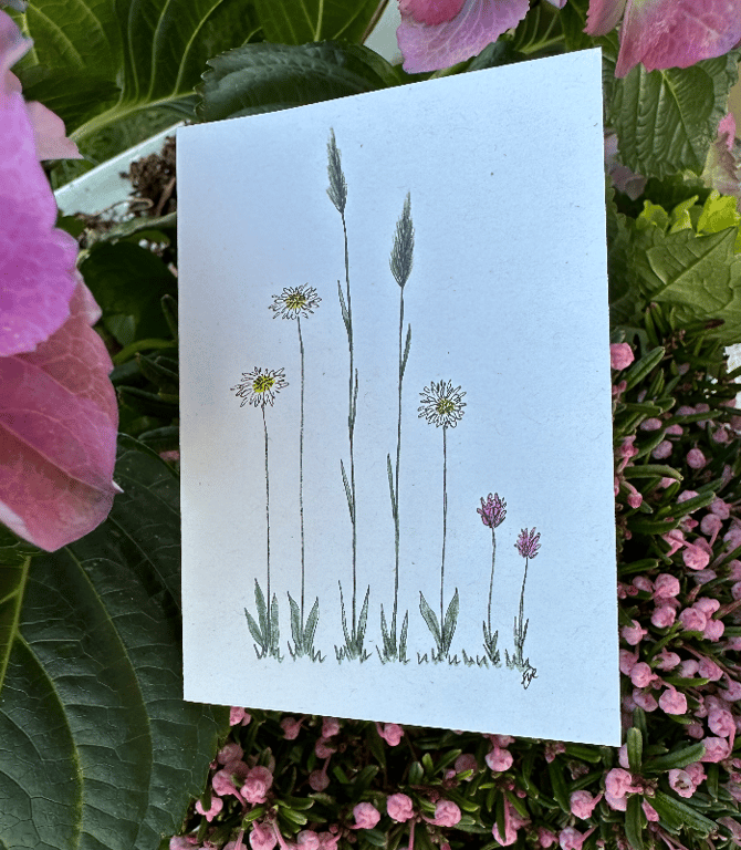 Inspiration: Tusindfryd m. kløver (Kort nr. 113) - Håndtegnet blomsterkort fra Cards by Eve