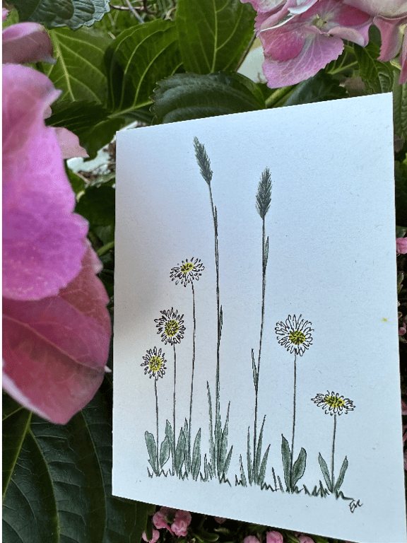 Inspiration: Tusindfryd (Kort nr. 112) - Håndtegnet blomsterkort fra Cards by Eve