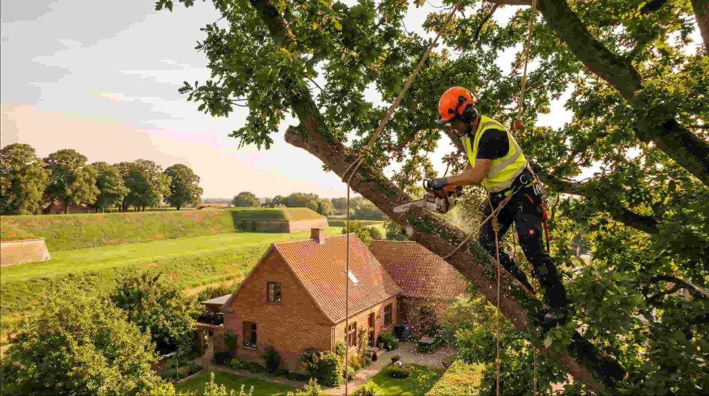 Arborist klatring og nedfiring