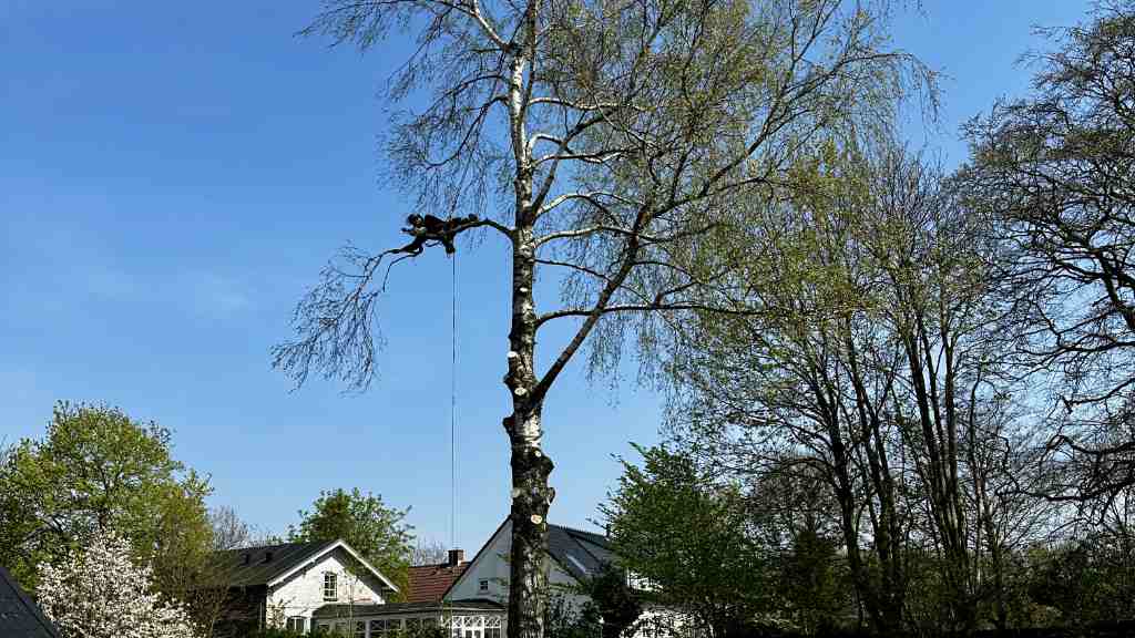 Træfældning i Aarhus | Uddannede arborister | Hærvejens Træpleje