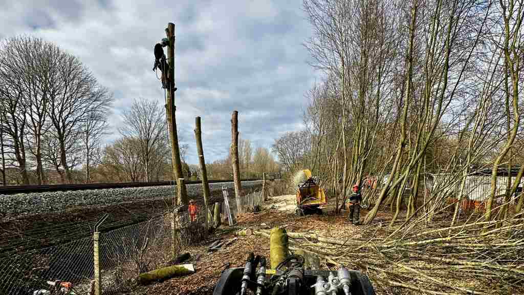 Træfældning Vejle - Dine lokale Arborister
