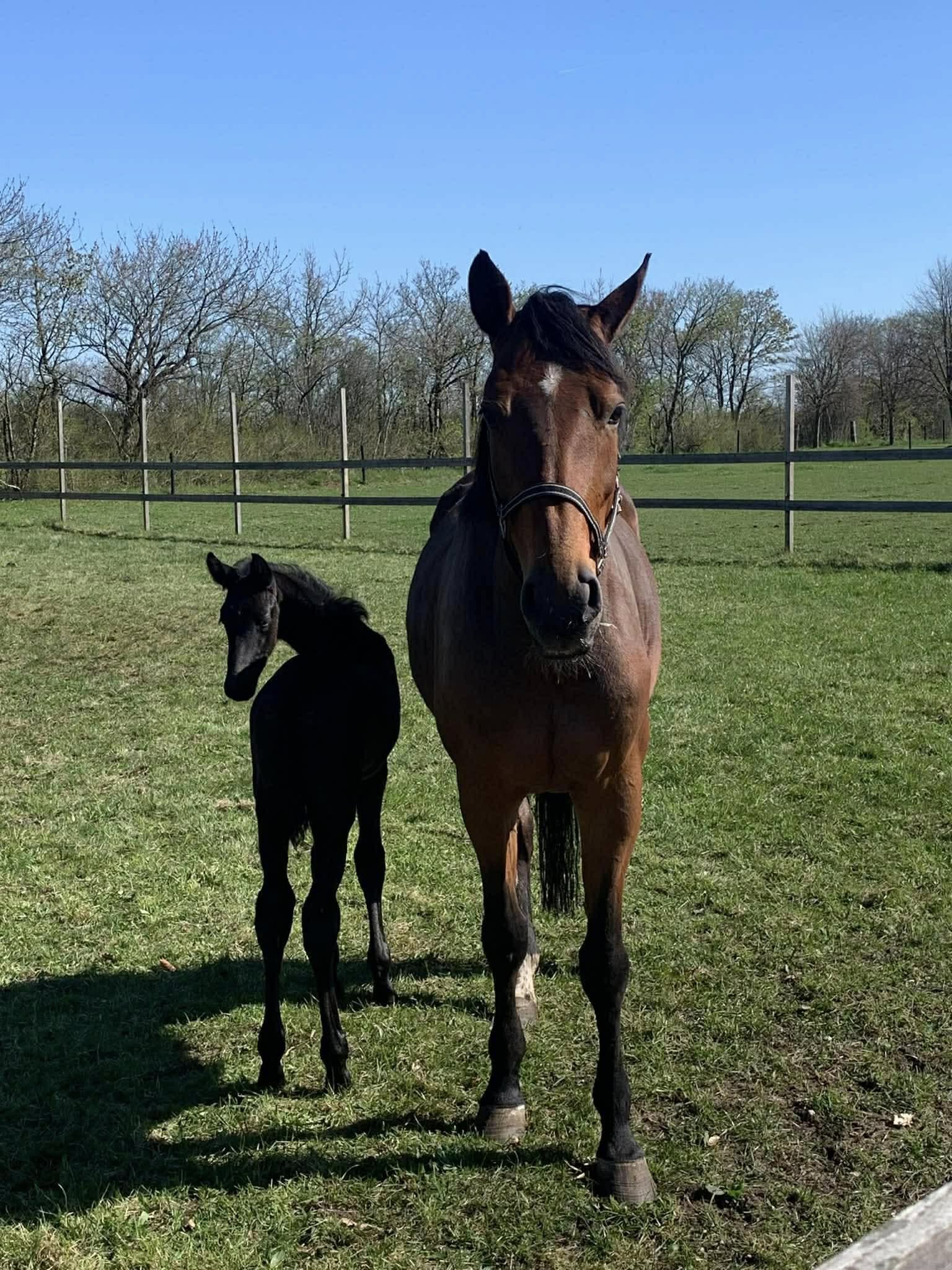 Equinesport Galleri 1