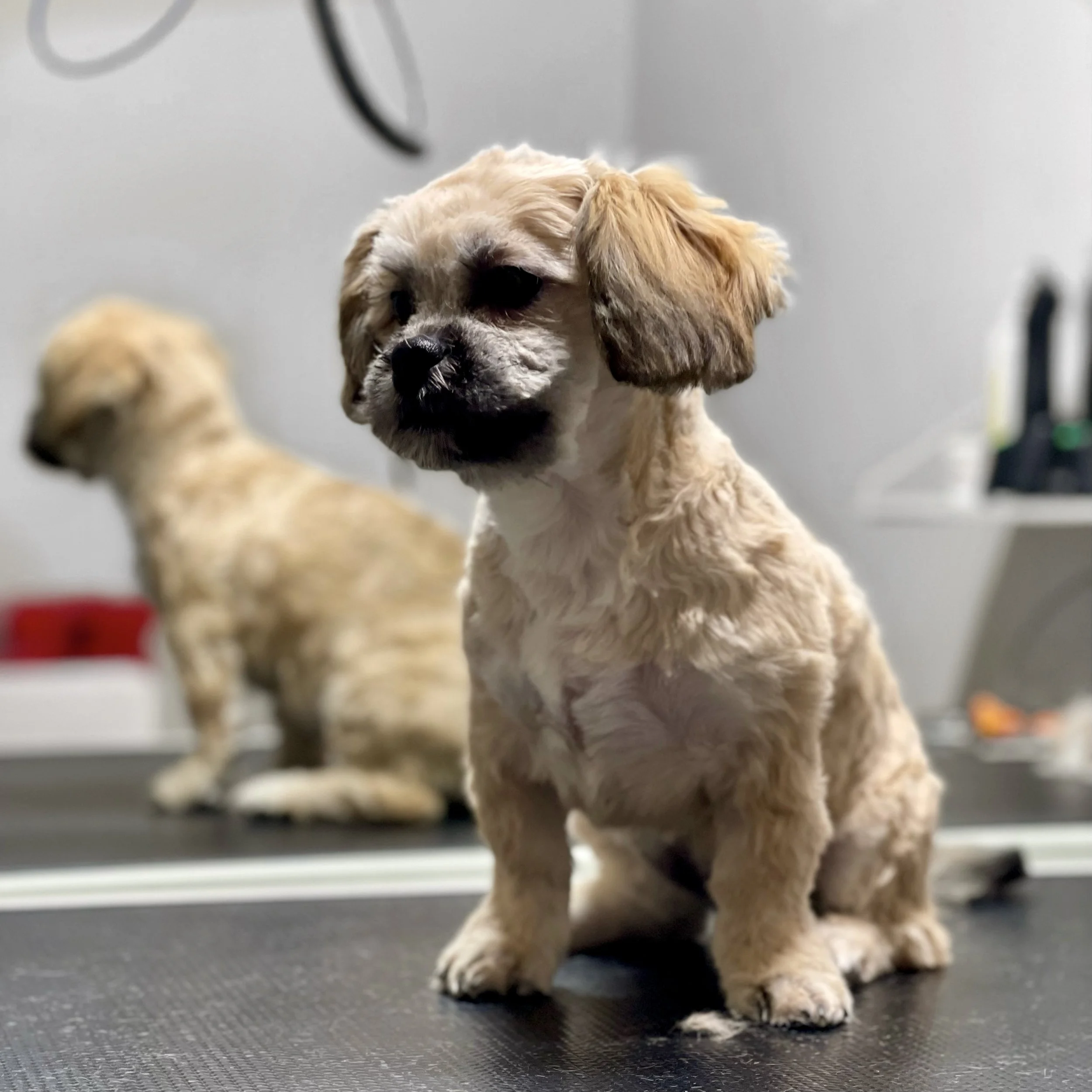 Grooming 3