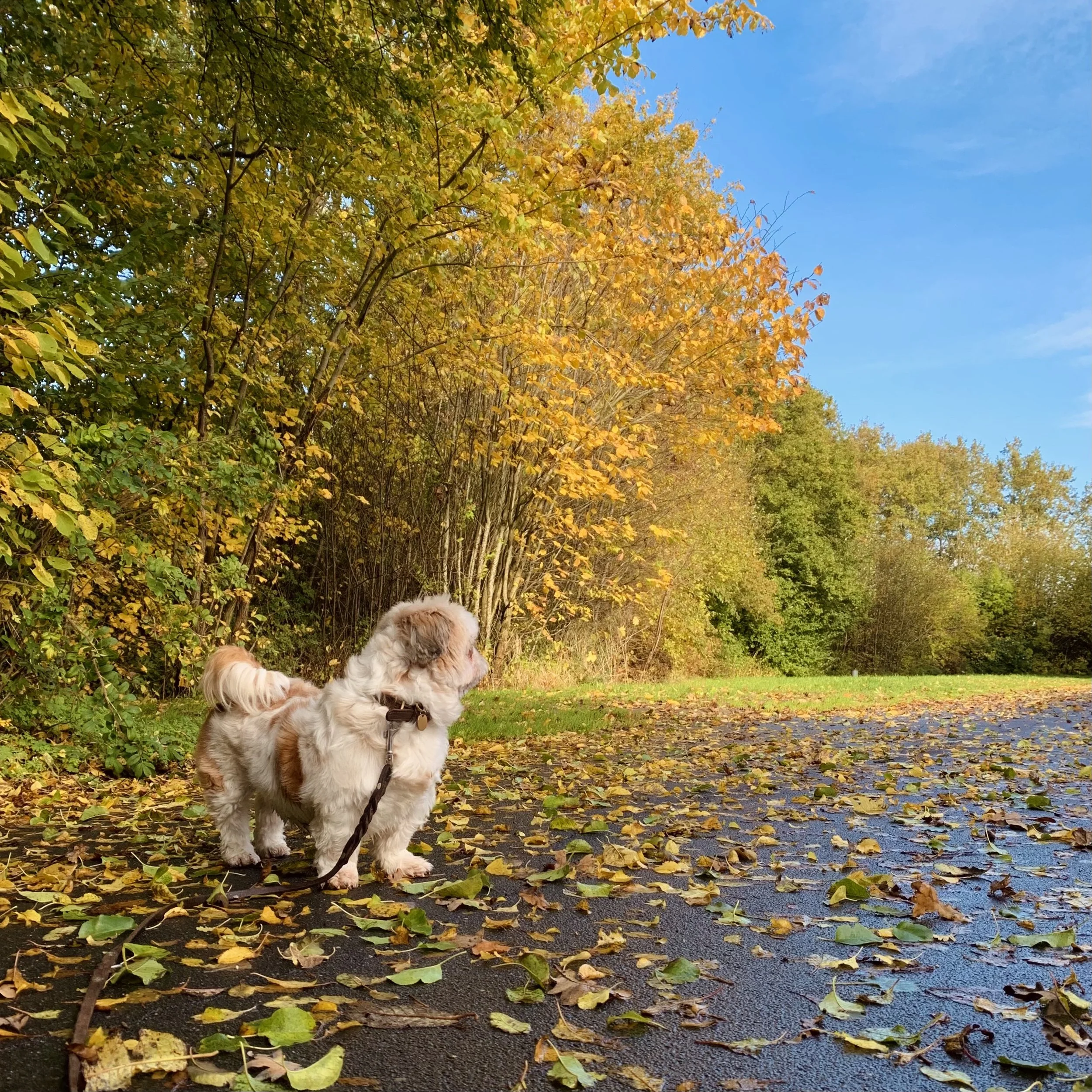 Glad hund