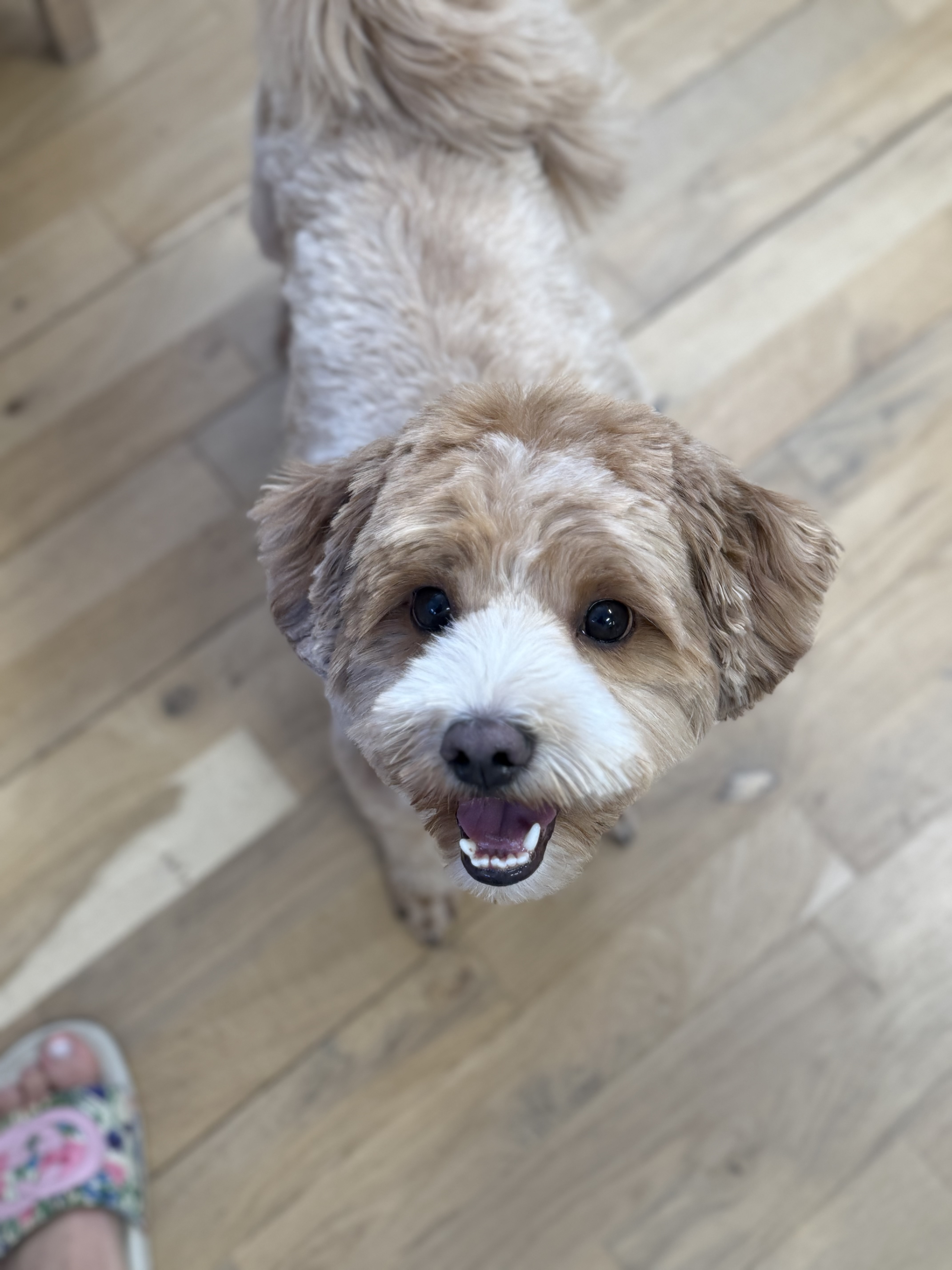 Toftes Hundesalon Hero