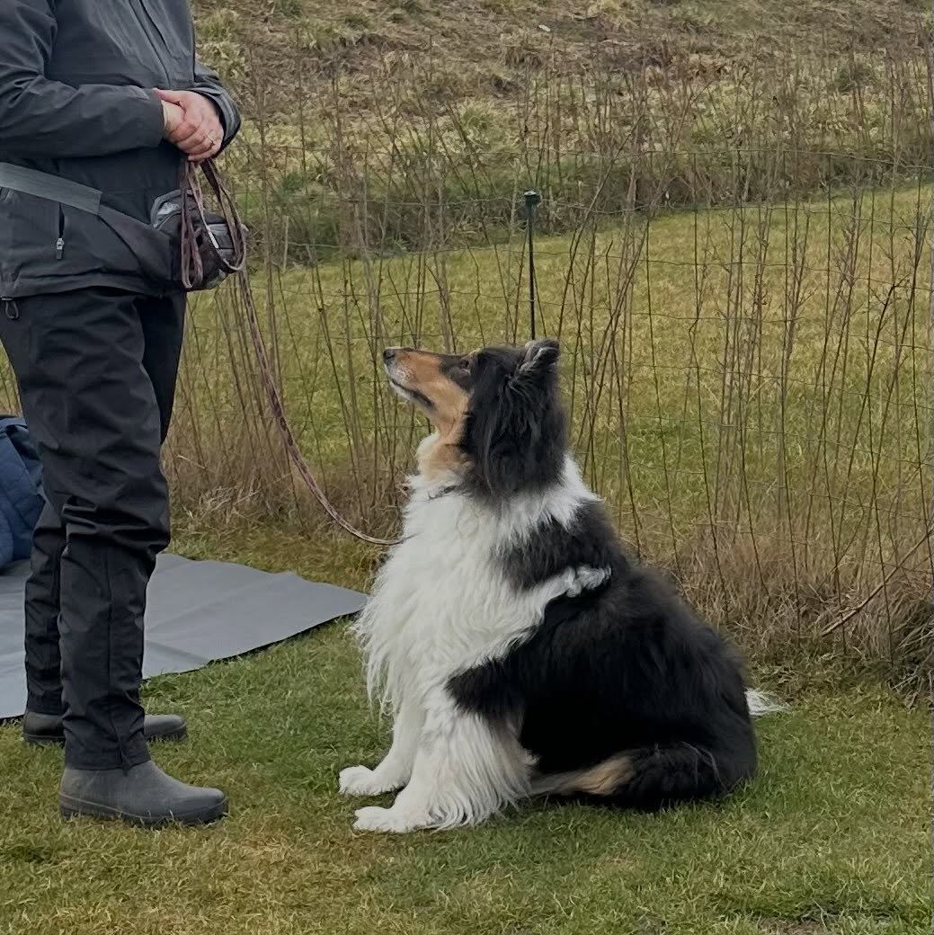 Adfærdsbehandling
