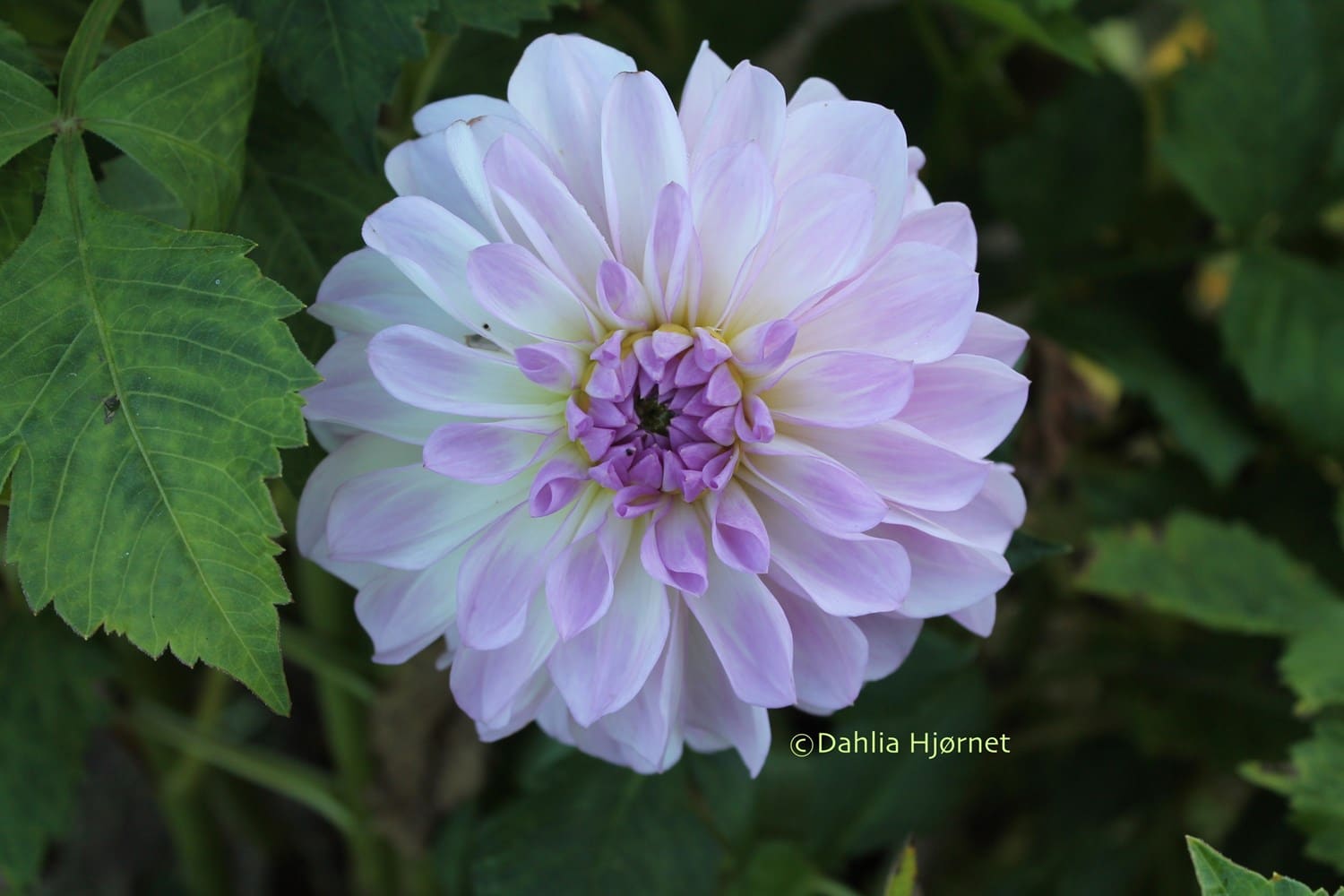 Bestil dahlia knolde