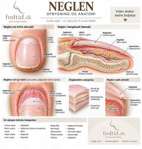 Neglen – opbygning og anatomi
