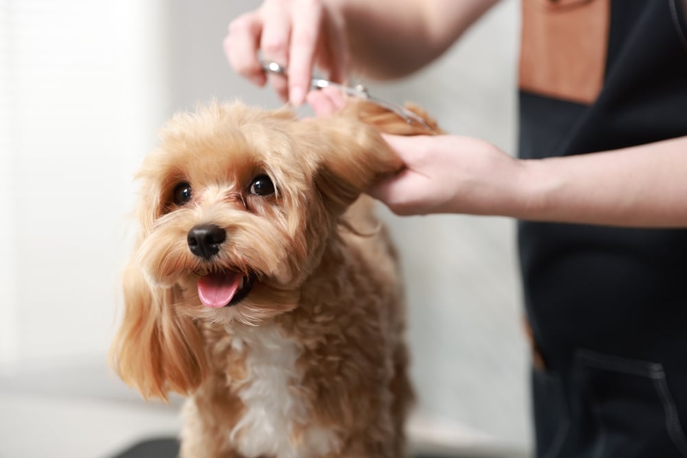 Nyklippet og ren lille hund