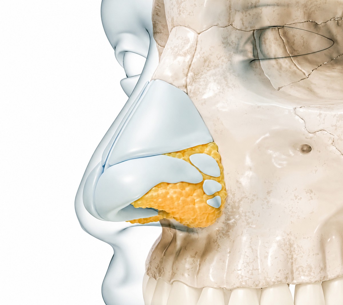Anatomisk illustration - Kirurgisk teknik og næsens opbygning
