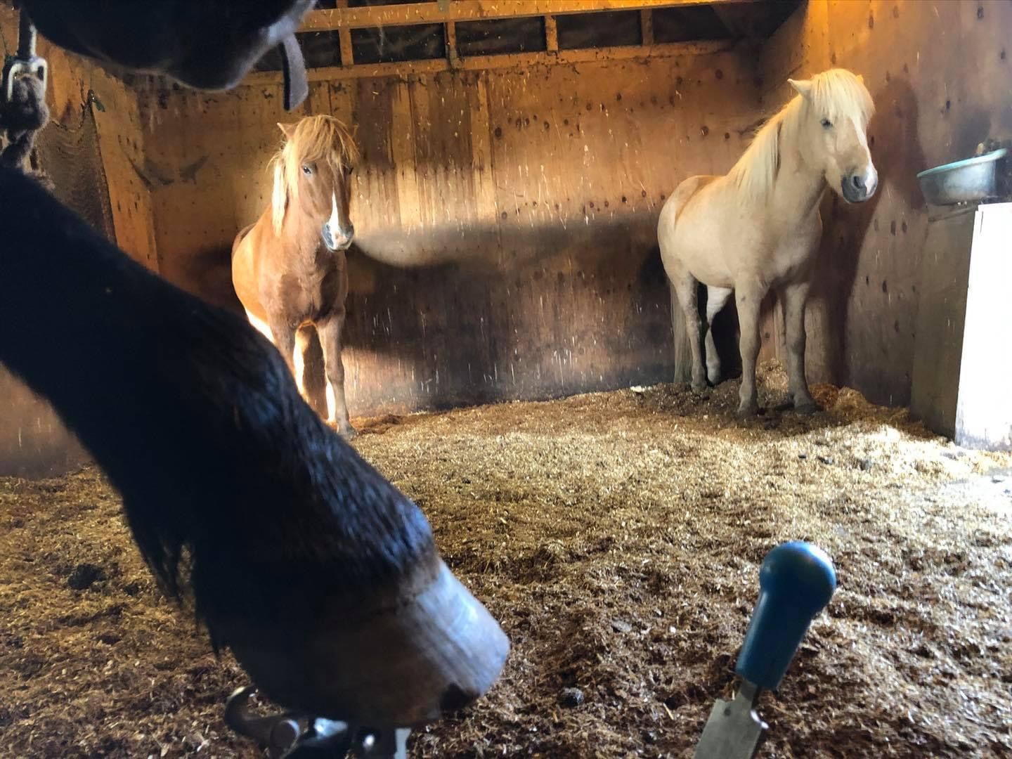 Hoofcare baggrund