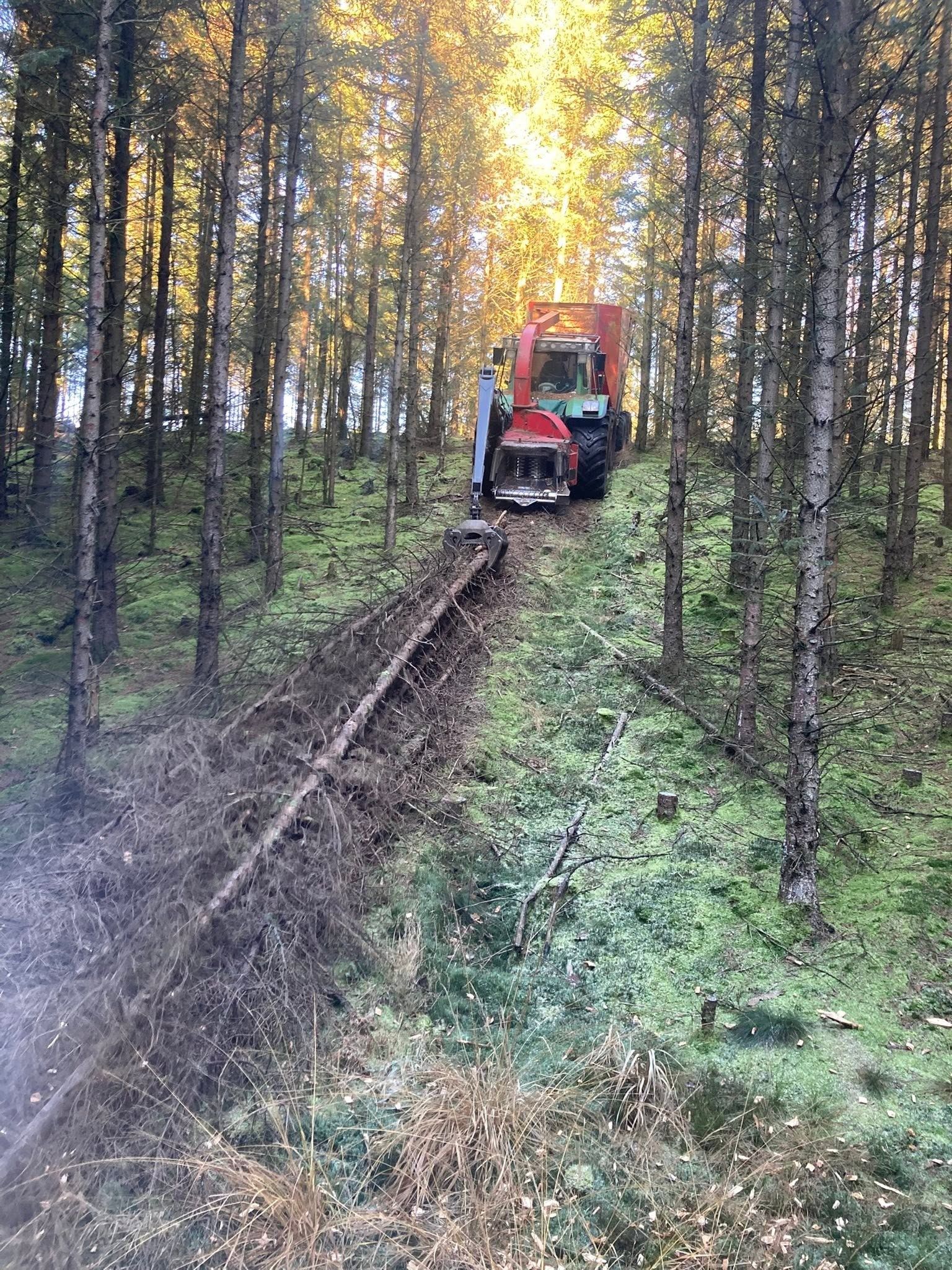 Kvalitetsarbejde inden for skovbrug og træhåndtering hos Højgaard Flis