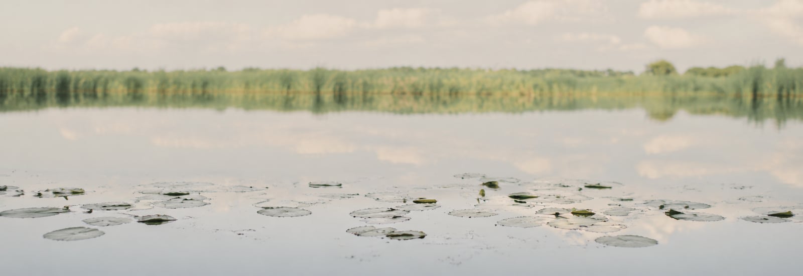 Skovsti i rolig nordisk natur