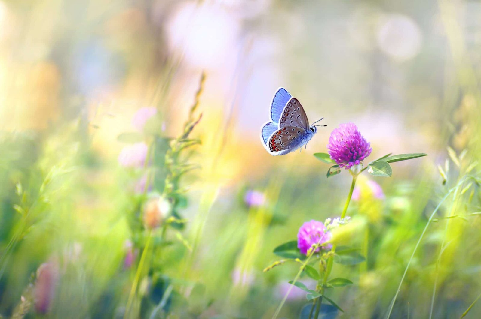 Sommerfugl som symbol på personlig udvikling og transformation hos psykoterapeut Anne Bäcklund
