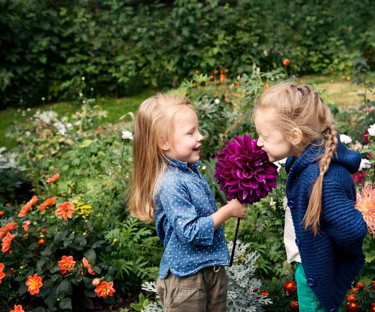 Køb Dahlia knolde og stiklinger