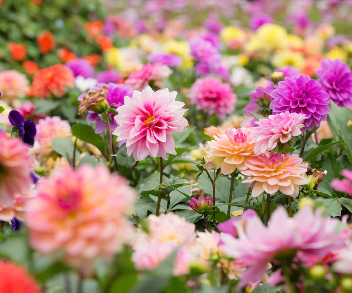 Pluk-selv-blomster nær Billund