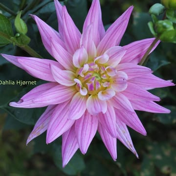 Karma pink