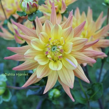 Karma corona