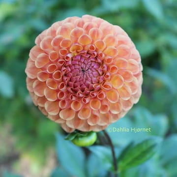 Orange Breeze