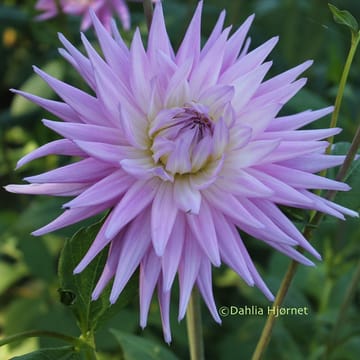 Taratahi Lilac