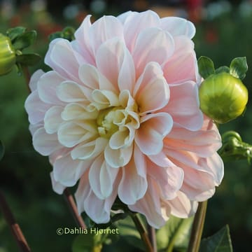 Sweet Nathalie