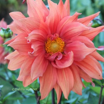Orange gigant