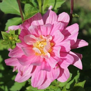 Hollyhill Pink Martini