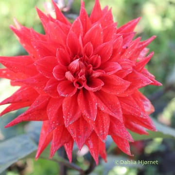 Hapet red Jack