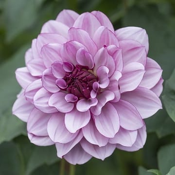 Creme De Cassis