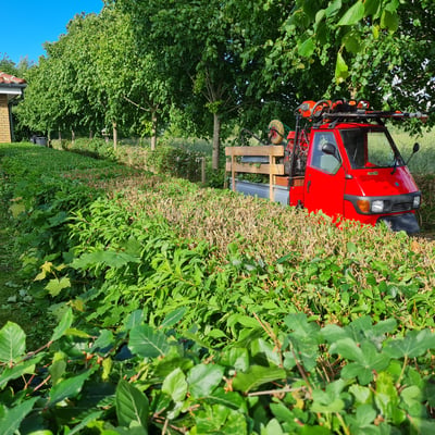 Havearbejde og beplantning