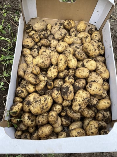 Kasse med friskopgravede kartofler