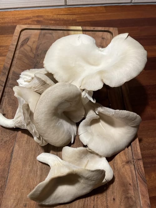 Autentisk foto fra Groglæde 12