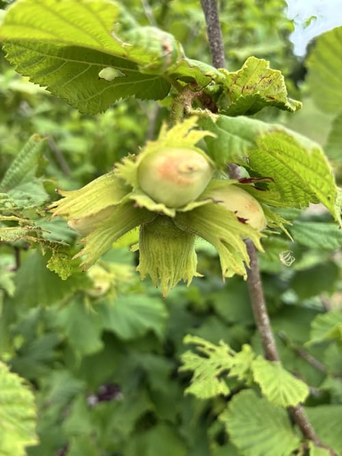 Autentisk foto fra Groglæde 16