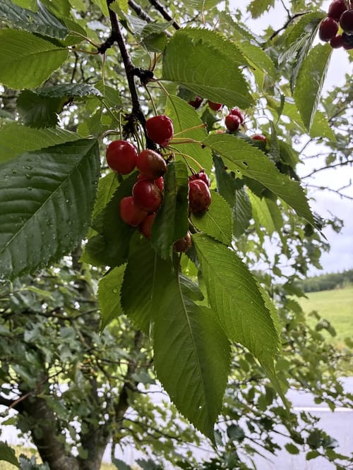 Autentisk foto fra Groglæde 15