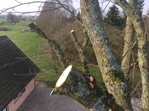 Træfældning i Assens og omegn