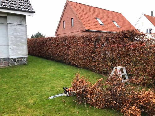 Klipning af hæk