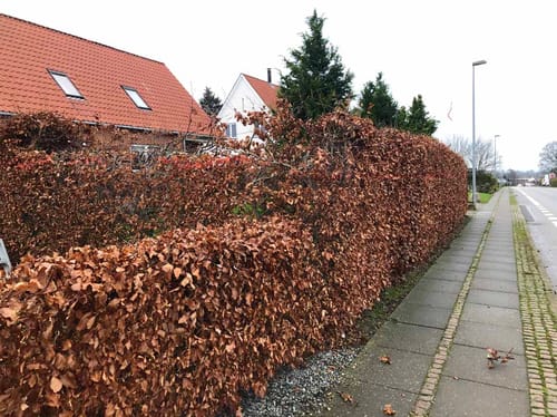 Hækklipning