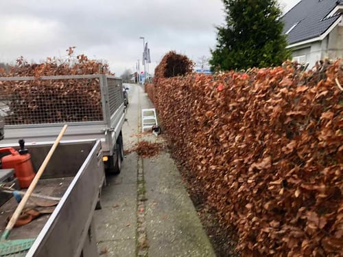 Hækklipning og haveservice