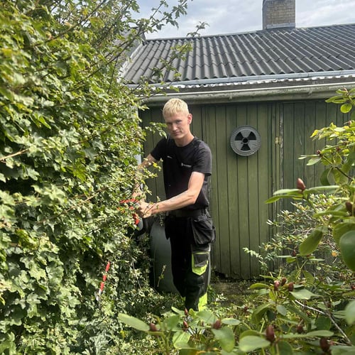 Beskæring af buske og træer
