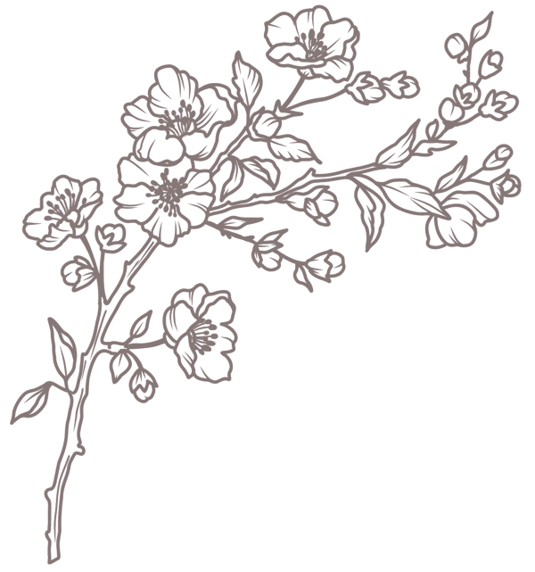 Kirsebærgren illustration