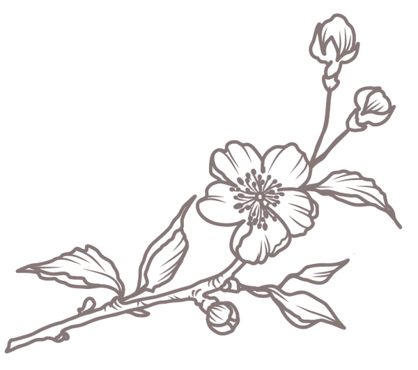 Kirsebærgren illustration