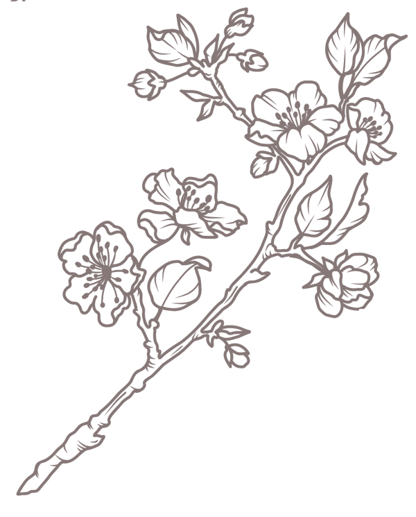 Kirsebærgren illustration