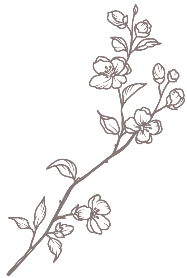 Kirsebærgren illustration