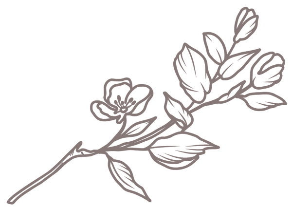 Kirsebærgren illustration