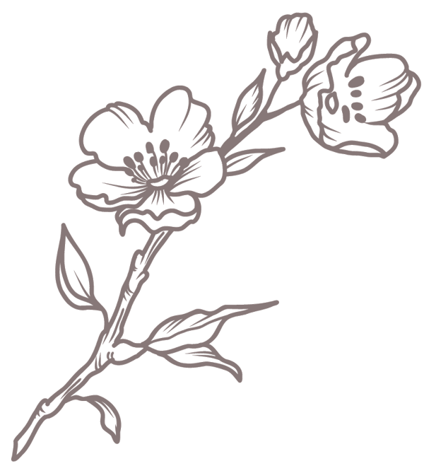 Kirsebærgren illustration