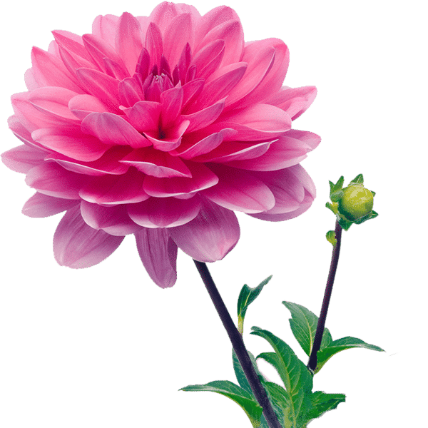 Pluk selv Dahlia blomster
