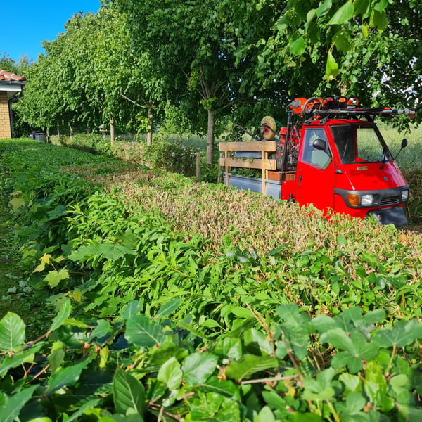 Havearbejde og beplantning