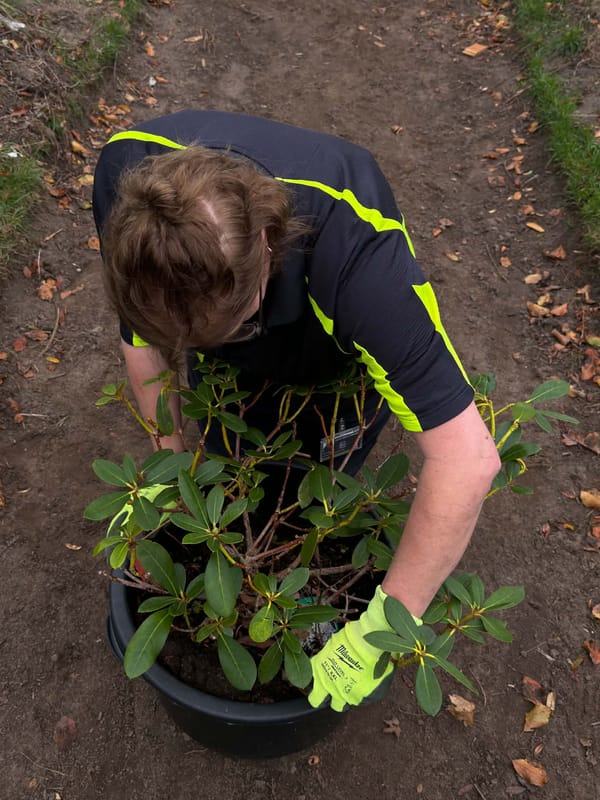 Hos Elley Haveløsninger hjælper vi med at skabe, smukke og indbydende haver i gennem, professionel beplantning. vi bplanter blomster, buske og grønne planter med, fokus på kvalitet, harmoni og et flot resultat. - Elley Haveløsninger