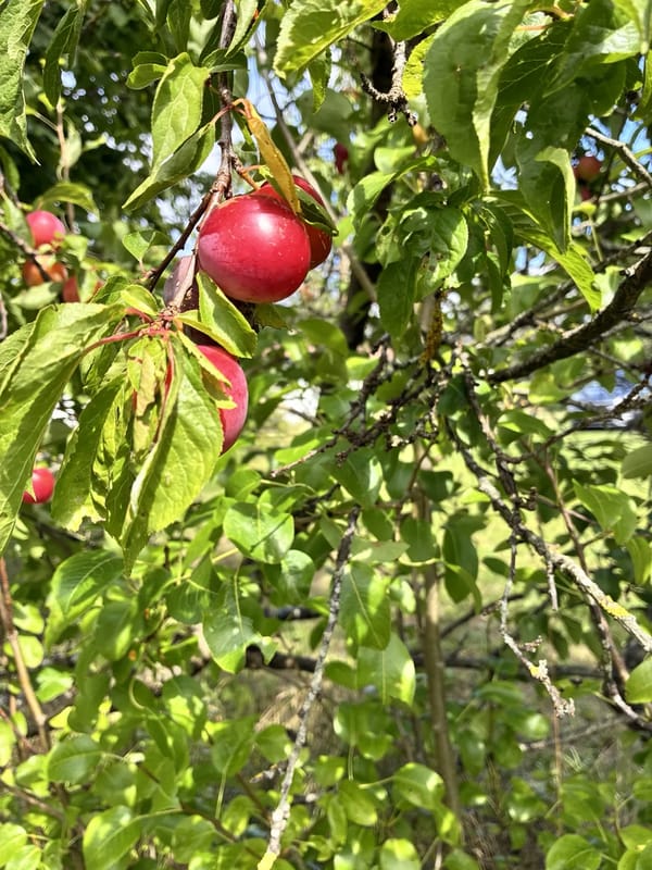 Æble – Frugttræ hos Groglæde