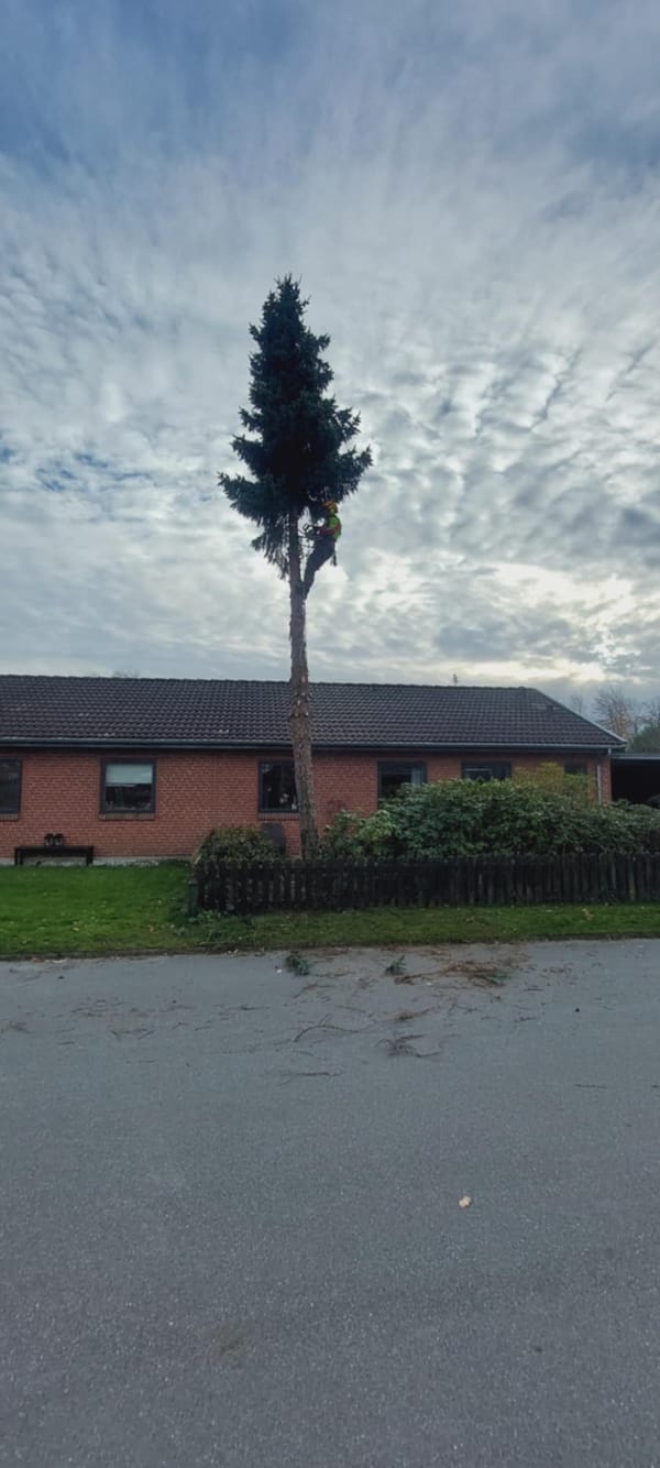 Caspers Træservice opgave 2